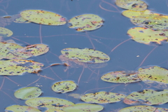 Polypedilum braseniae