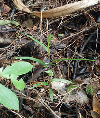 Pterostylis agathicola