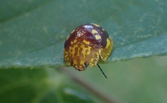 Paropsis maculata