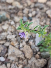 Schistophragma intermedium