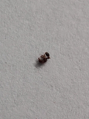 Tetramorium walshi