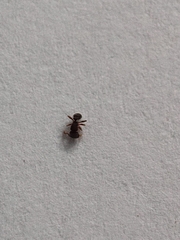 Tetramorium walshi