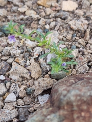 Schistophragma intermedium