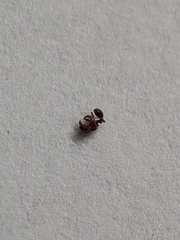 Tetramorium walshi