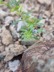 Schistophragma intermedium