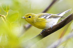 Vireo flavifrons