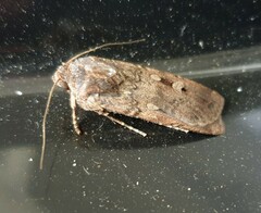 Agrotis infusa