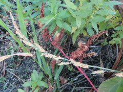 Beckmannia syzigachne