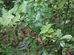Alseuosmia macrophylla