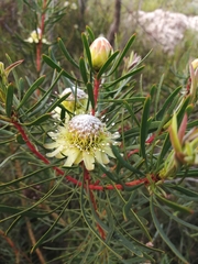 Protea scolymocephala