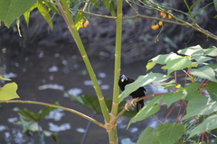 Ptilonorhynchus violaceus