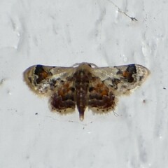 Idaea asceta