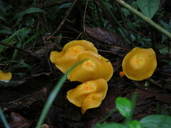 Hymenogloea papyracea