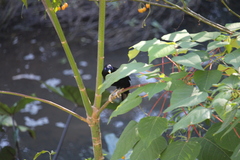 Ptilonorhynchus violaceus