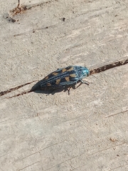 Buprestis laeviventris