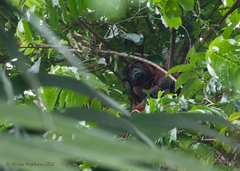 Alouatta macconnelli