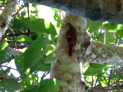 Sittasomus griseicapillus