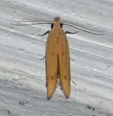 Pyraloidea