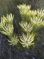 Leucadendron lanigerum lanigerum