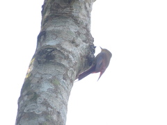 Sittasomus griseicapillus