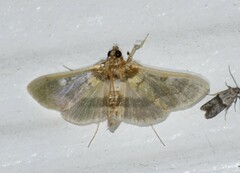Apilocrocis brumalis
