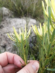 Leucadendron lanigerum lanigerum