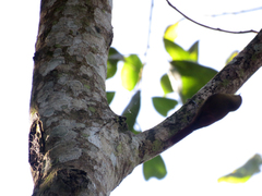 Sittasomus griseicapillus