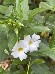 Thunbergia natalensis