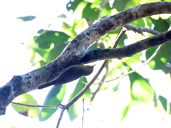 Sittasomus griseicapillus