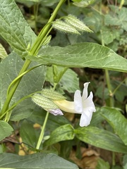 Thunbergia natalensis