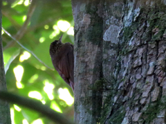 Xiphorhynchus fuscus