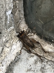 Loxoblemmus doenitzi