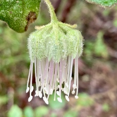 Chorilaena quercifolia