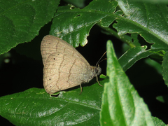 Paryphthimoides poltys