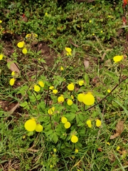 Calceolaria