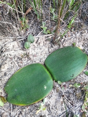 Haemanthus sanguineus