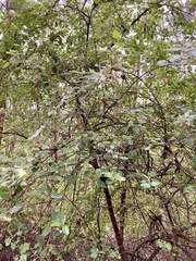 Chorilaena quercifolia