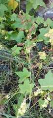 Melinis repens