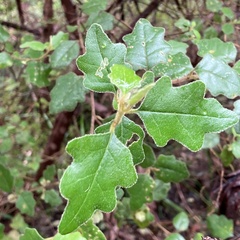 Chorilaena quercifolia
