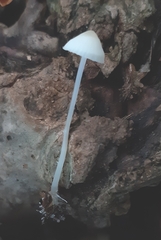 Hemimycena lactea