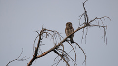 Glaucidium gnoma