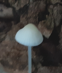 Hemimycena lactea