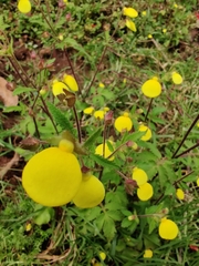 Calceolaria