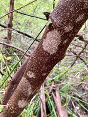 Chorilaena quercifolia