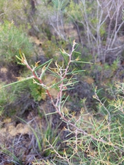 Hakea polyanthema