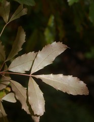 Pseudopanax discolor