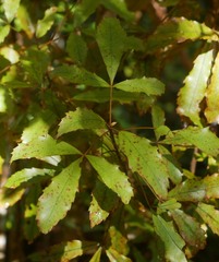 Pseudopanax discolor
