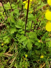 Calceolaria