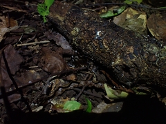 Penalva flavocalceata