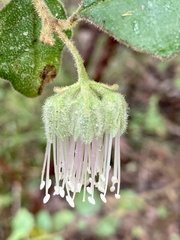 Chorilaena quercifolia